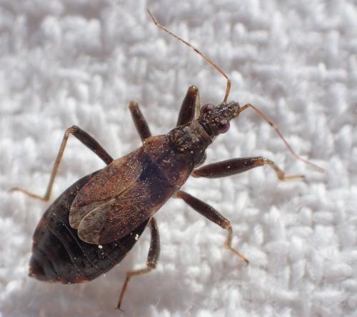 Réf. 255 546 : Himacerus mirmicoides